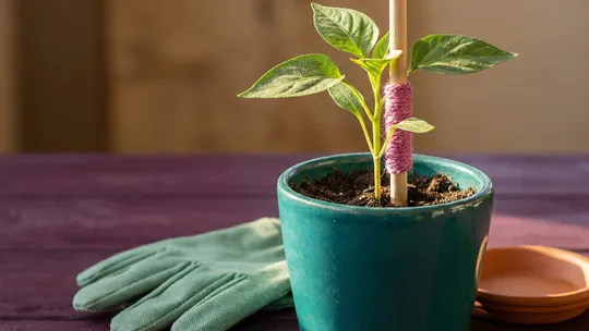 A small teal plant supported by a minimal magenta stake, symbolising graded assistance that provides just enough support without overwhelming.