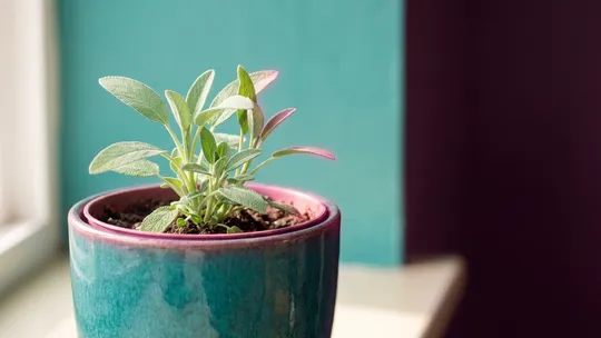 A small sage plant taking root in a teal pot by a window, a sign of steady growth.