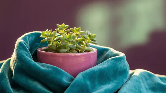 Teal fabric draped protectively around a small thriving plant, representing nurturing environments that help individuals flourish through Positive Behaviour Support.